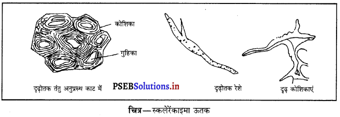 PSEB 9th Class Science Important Questions Chapter 6 ऊतक 4