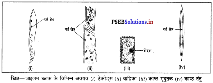 PSEB 9th Class Science Important Questions Chapter 6 ऊतक 5