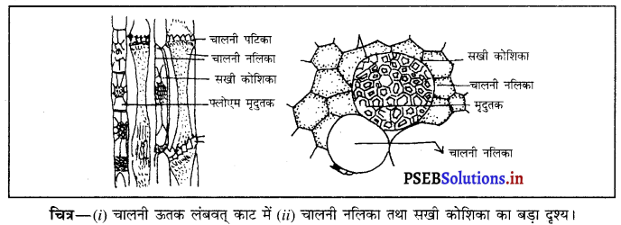PSEB 9th Class Science Important Questions Chapter 6 ऊतक 6