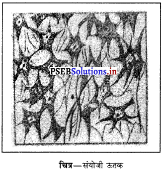 PSEB 9th Class Science Important Questions Chapter 6 ऊतक 7