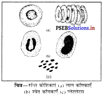 PSEB 9th Class Science Important Questions Chapter 6 ऊतक 8