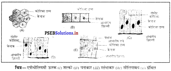 PSEB 9th Class Science Important Questions Chapter 6 ऊतक 9