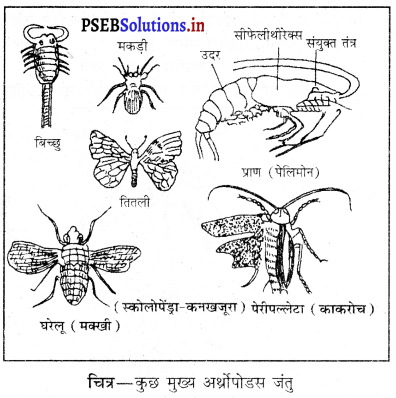 PSEB 9th Class Science Important Questions Chapter 7 जीवों में विविधता 13