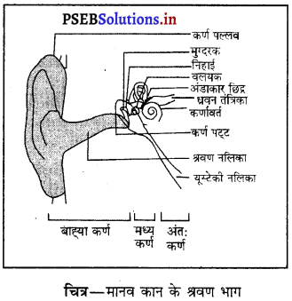 PSEB 9th Class Science Solutions Chapter 12 ध्वनि 11