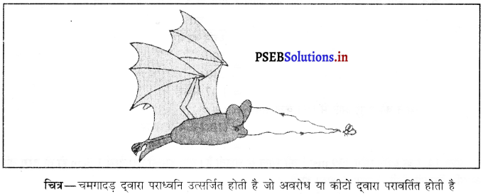 PSEB 9th Class Science Solutions Chapter 12 ध्वनि 8