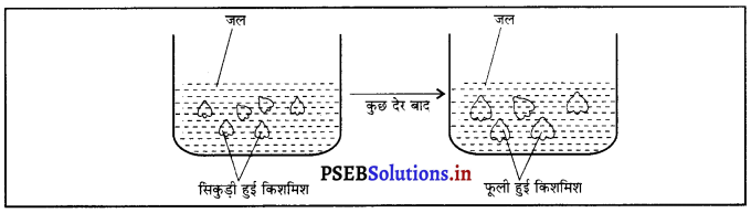 PSEB 9th Class Science Solutions Chapter 5 जीवन की मौलिक इकाई 5