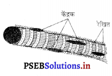 PSEB 9th Class Science Solutions Chapter 6 ऊतक 1