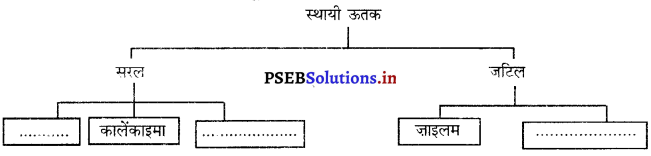 PSEB 9th Class Science Solutions Chapter 6 ऊतक 4