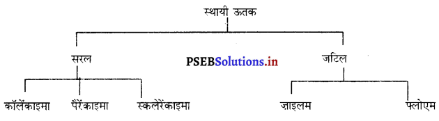 PSEB 9th Class Science Solutions Chapter 6 ऊतक 5