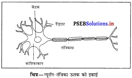 PSEB 9th Class Science Solutions Chapter 6 ऊतक 6