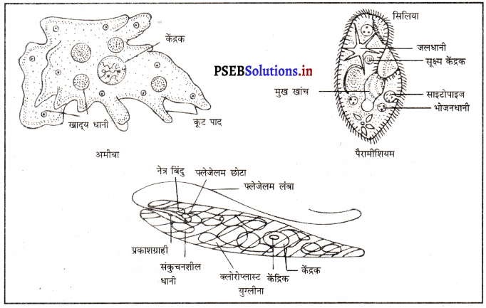 PSEB 9th Class Science Solutions Chapter 7 जीवों में विविधता 2