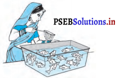 PSEB 10th Class Maths Solutions Chapter 15 प्रायिकता Ex 15.1 1