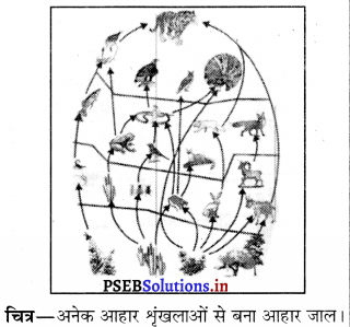 PSEB 10th Class Science Important Questions Chapter 15 हमारा पर्यावरण 2