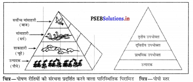 PSEB 10th Class Science Important Questions Chapter 15 हमारा पर्यावरण 3