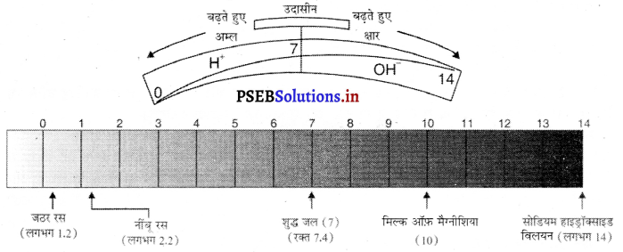 PSEB 10th Class Science Important Questions Chapter 2 अम्ल, क्षारक एवं लवण 7