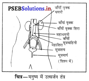 PSEB 10th Class Science Important Questions Chapter 6 जैव प्रक्रम 10