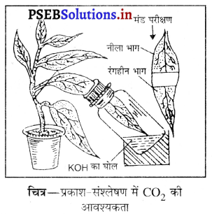 PSEB 10th Class Science Important Questions Chapter 6 जैव प्रक्रम 11