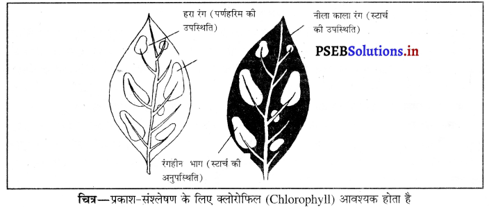 PSEB 10th Class Science Important Questions Chapter 6 जैव प्रक्रम 12