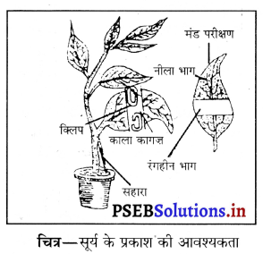 PSEB 10th Class Science Important Questions Chapter 6 जैव प्रक्रम 13