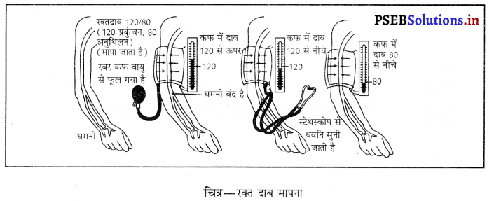 PSEB 10th Class Science Important Questions Chapter 6 जैव प्रक्रम 14