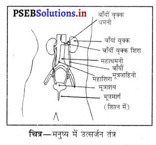 PSEB 10th Class Science Important Questions Chapter 6 जैव प्रक्रम 15