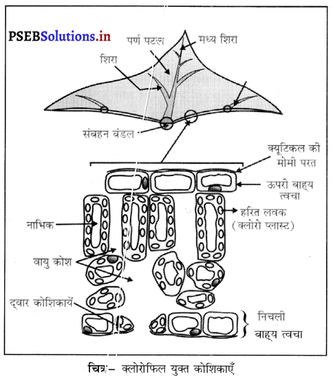 PSEB 10th Class Science Important Questions Chapter 6 जैव प्रक्रम 2