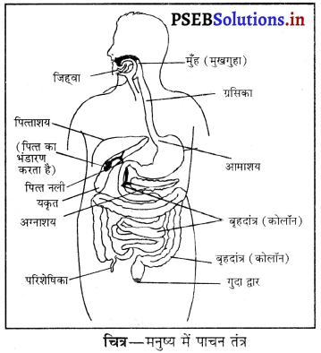 PSEB 10th Class Science Important Questions Chapter 6 जैव प्रक्रम 5