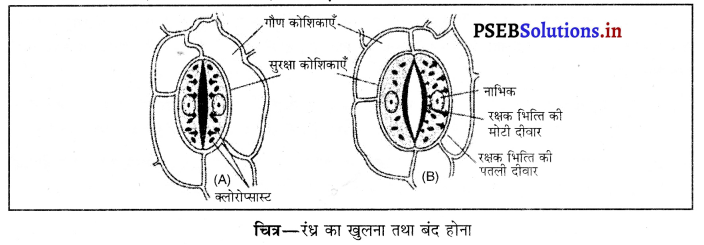 PSEB 10th Class Science Important Questions Chapter 6 जैव प्रक्रम 6