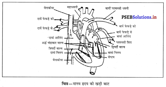 PSEB 10th Class Science Important Questions Chapter 6 जैव प्रक्रम 7