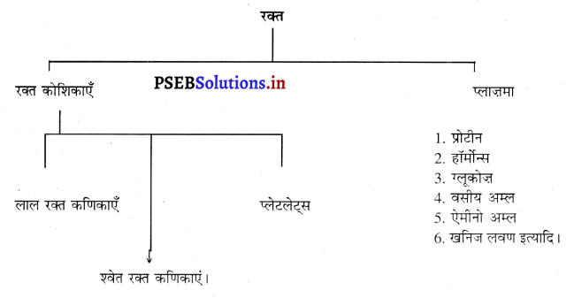 PSEB 10th Class Science Important Questions Chapter 6 जैव प्रक्रम 8