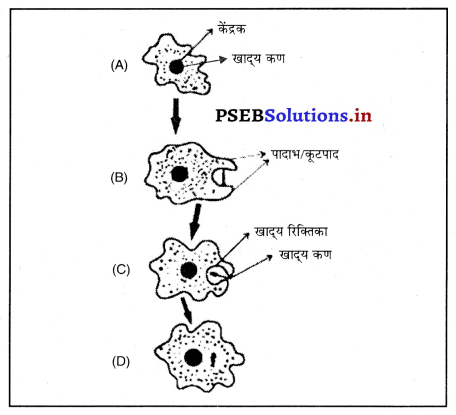 PSEB 10th Class Science Important Questions Chapter 8 जीव जनन कैसे करते हैं 16