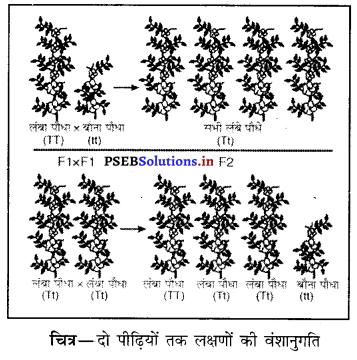 PSEB 10th Class Science Important Questions Chapter 9 आनुवंशिकता एवं जैव विकास 1
