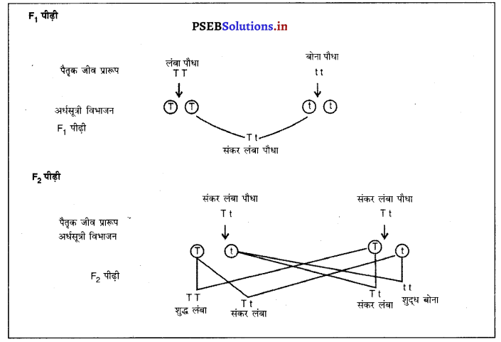 PSEB 10th Class Science Important Questions Chapter 9 आनुवंशिकता एवं जैव विकास 4