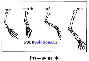 PSEB 10th Class Science Important Questions Chapter 9 आनुवंशिकता एवं जैव विकास 5