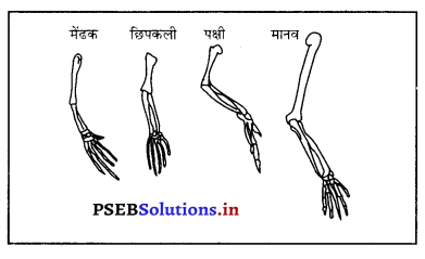PSEB 10th Class Science Important Questions Chapter 9 आनुवंशिकता एवं जैव विकास 8