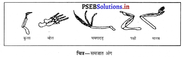 PSEB 10th Class Science Solutions Chapter 9 आनुवंशिकता एवं जैव विकास 1