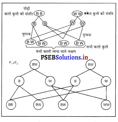 PSEB 10th Class Science Solutions Chapter 9 आनुवंशिकता एवं जैव विकास 3