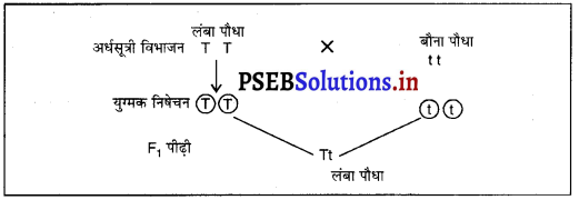 PSEB 10th Class Science Solutions Chapter 9 आनुवंशिकता एवं जैव विकास 5
