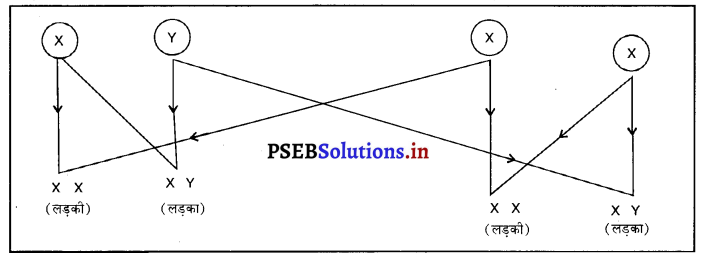 PSEB 10th Class Science Solutions Chapter 9 आनुवंशिकता एवं जैव विकास 7