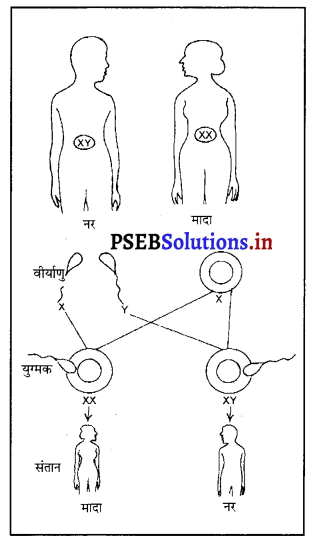 PSEB 10th Class Science Solutions Chapter 9 आनुवंशिकता एवं जैव विकास 8