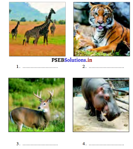 PSEB 3rd Class EVS Solutions Chapter 10 Family and Animals 1