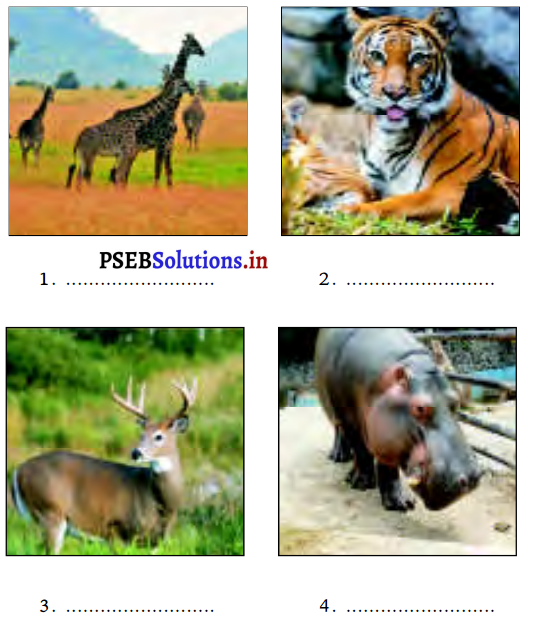 PSEB 3rd Class EVS Solutions Chapter 10 परिवार और जानवर 1
