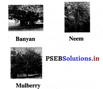 PSEB 3rd Class EVS Solutions Chapter 5 Plants - Our Friends 1