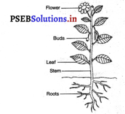 PSEB 3rd Class EVS Solutions Chapter 5 Plants - Our Friends 6