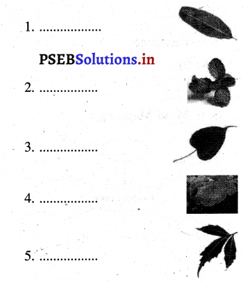 PSEB 3rd Class EVS Solutions Chapter 6 Colourful Leaves 1