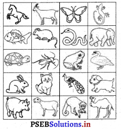 PSEB 3rd Class EVS Solutions Chapter 7 Animals An Introduction 2