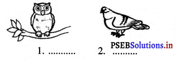 PSEB 3rd Class EVS Solutions Chapter 8 The World of Birds 1