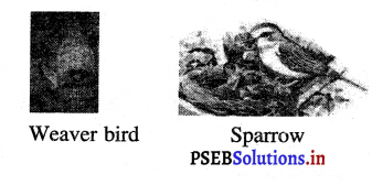 PSEB 3rd Class EVS Solutions Chapter 8 The World of Birds 4