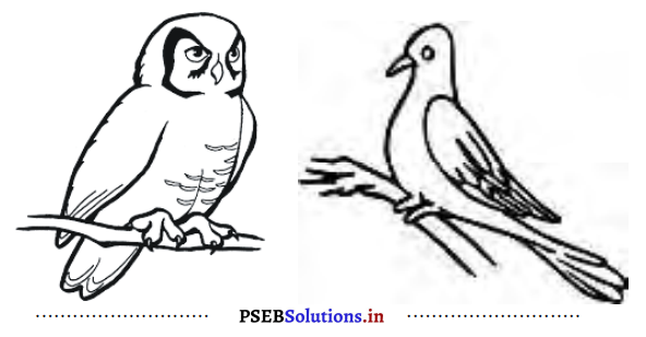 PSEB 3rd Class EVS Solutions Chapter 8 पक्षियों का संसार 1