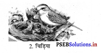 PSEB 3rd Class EVS Solutions Chapter 8 पक्षियों का संसार 5